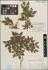 Foto von Salix mielichhoferi Saut.